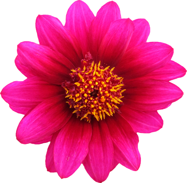 bloom
